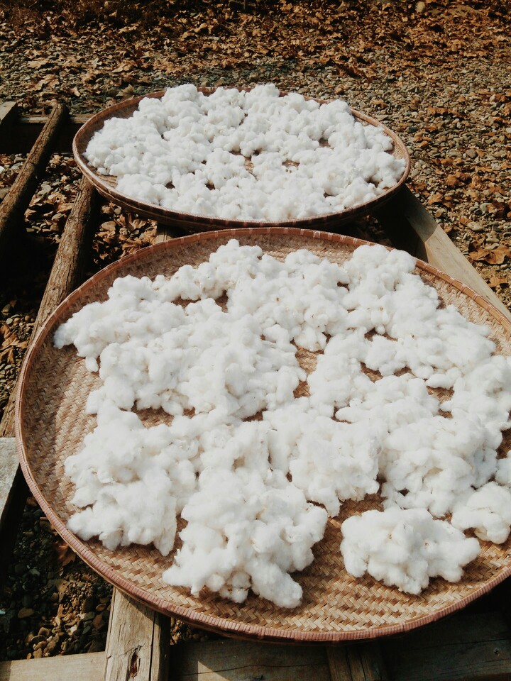 美美的日子晒棉花.