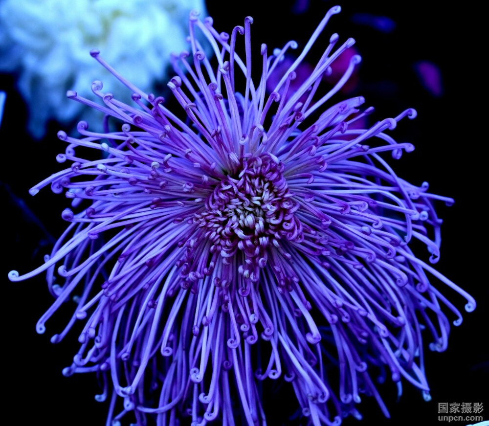 峨眉紫菊图片