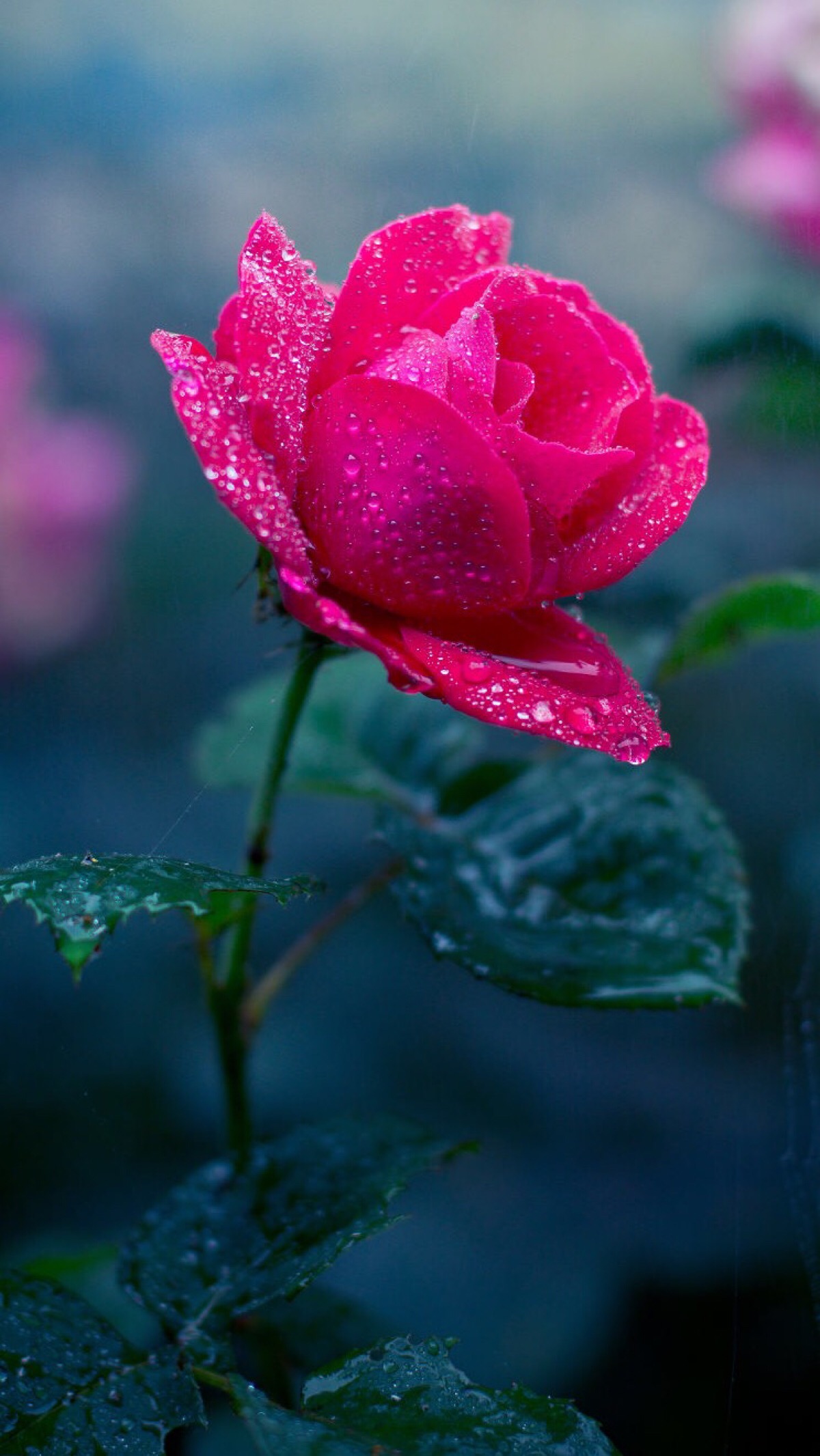 玫瑰花唯美图片意境图片