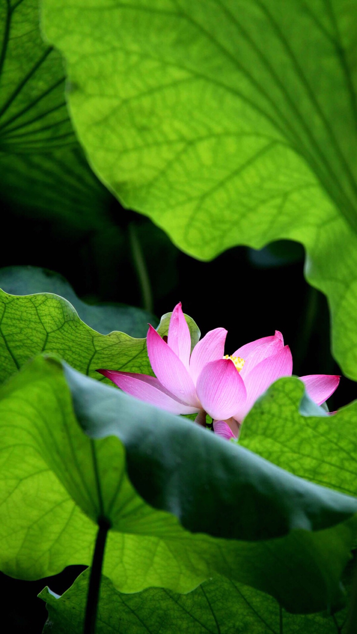 手机壁纸鲜花图片唯美图片