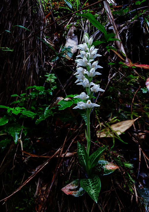 goodyera schlechtendaliana 斑叶兰,斑叶兰属