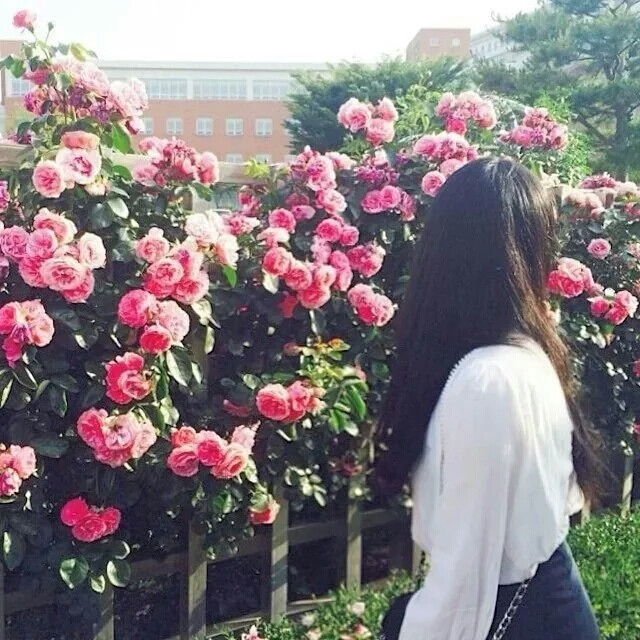 女生头像背景花海美美哒