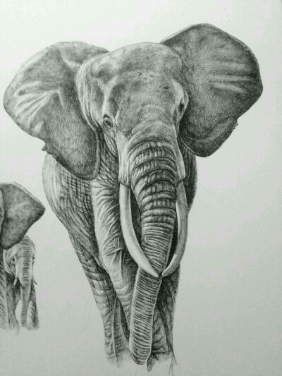 大象正面素描画图片