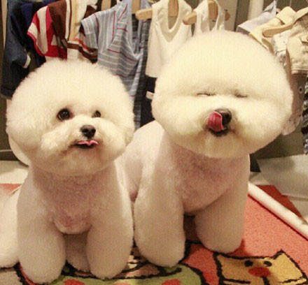比熊