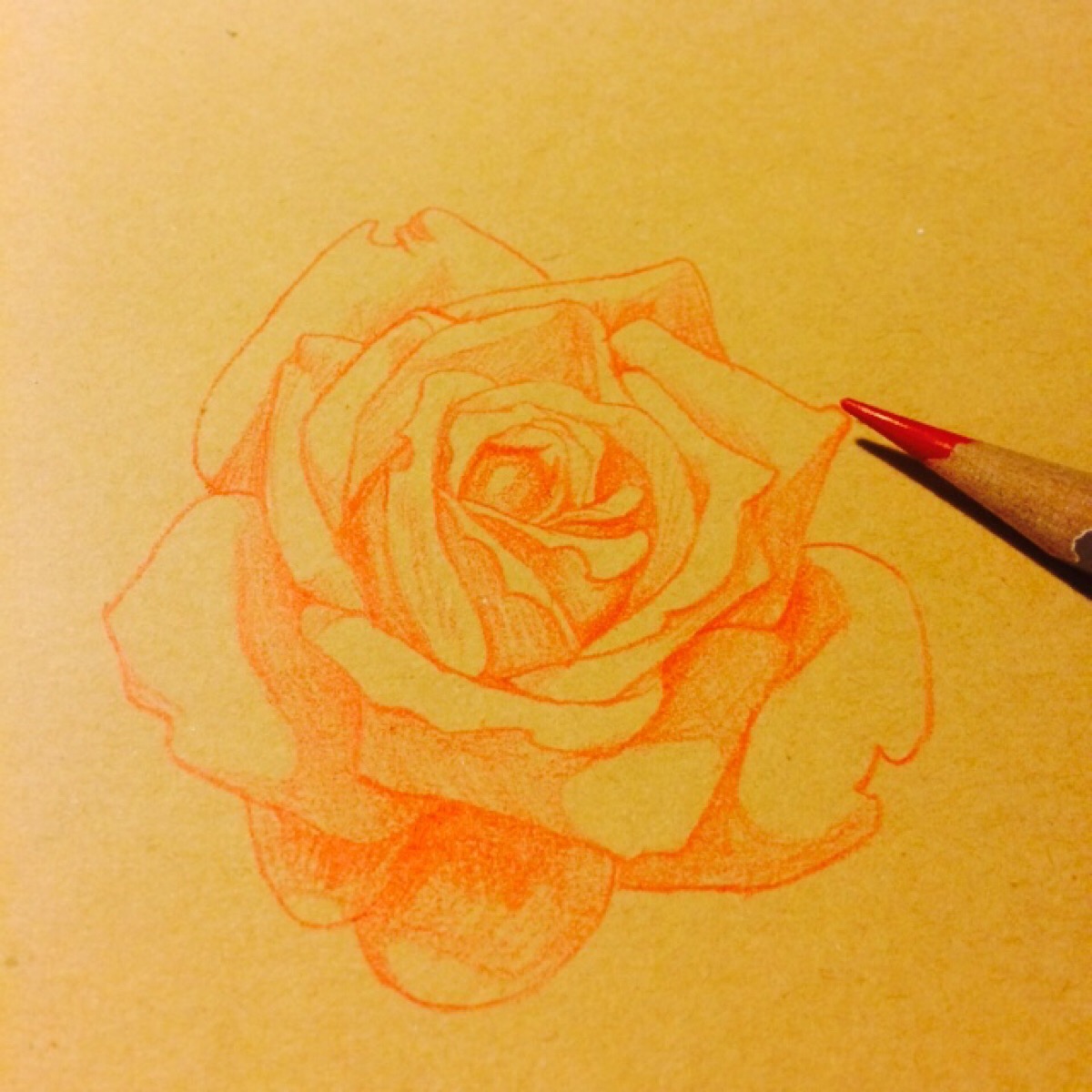 花朵 玫瑰 素描 彩铅 手绘 插画》