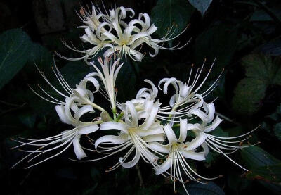 也不是曼珠沙华),又称龙爪花,老鸦蒜,石蒜,无义草,蒜头草,幽灵花,地狱