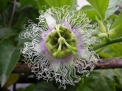 百香果,原名:鸡蛋果,别名:洋石榴,紫果西番莲,拉丁文名:passiflora