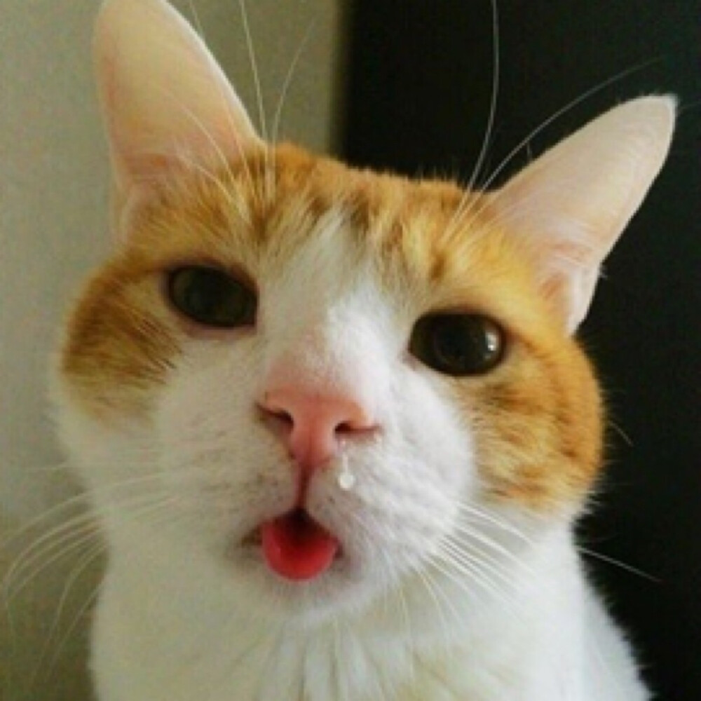 猫咪吸鼻涕表情包图片