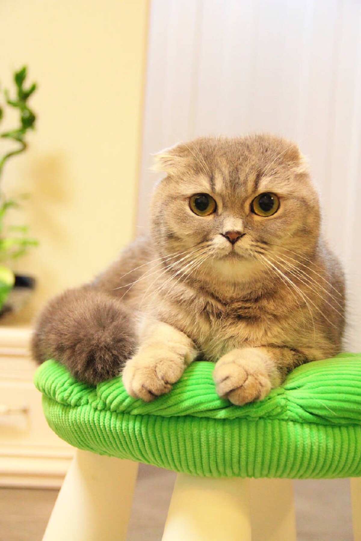 猫猫猫咪(*╰╯`)