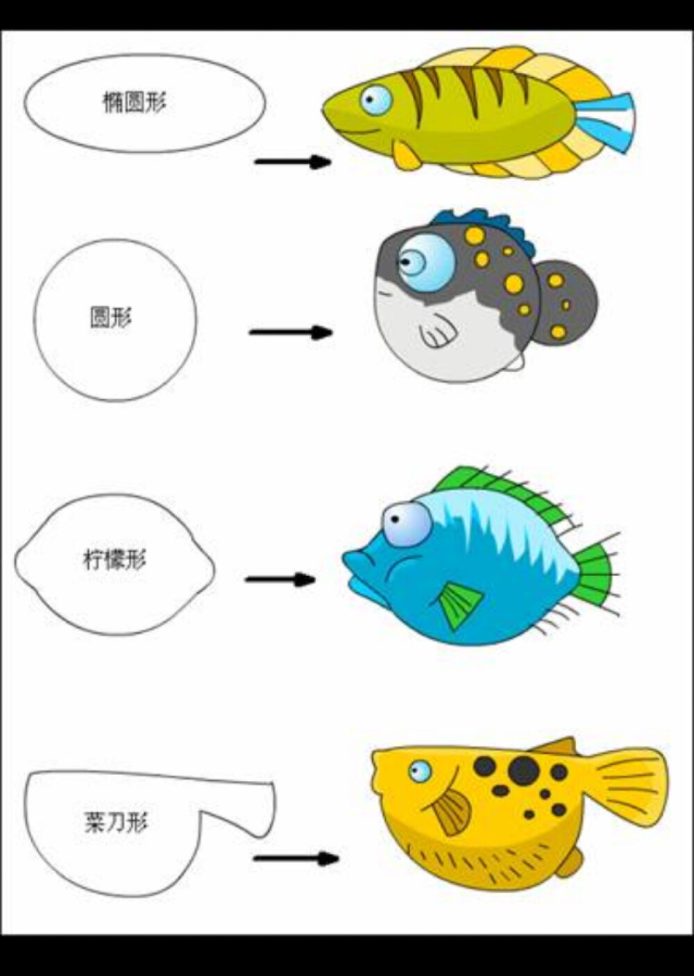 不同形状的鱼
