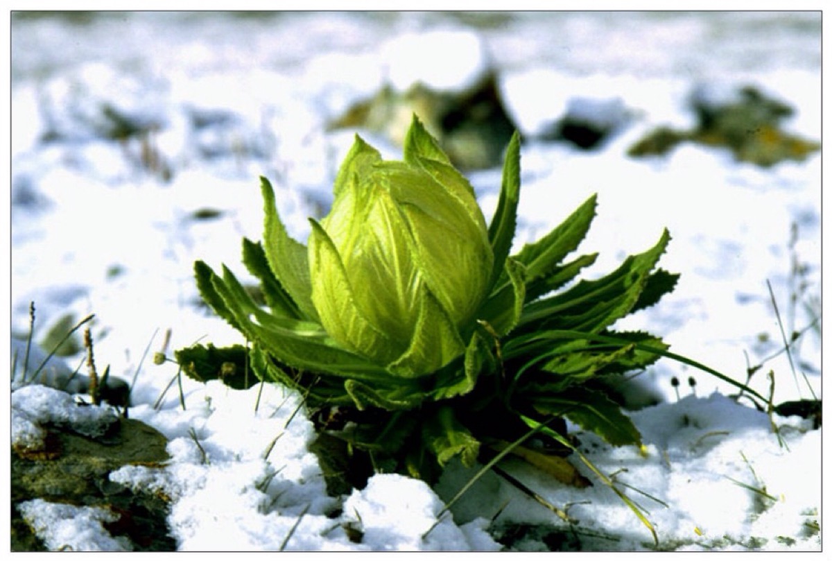 雪莲花图片大全 壁纸图片