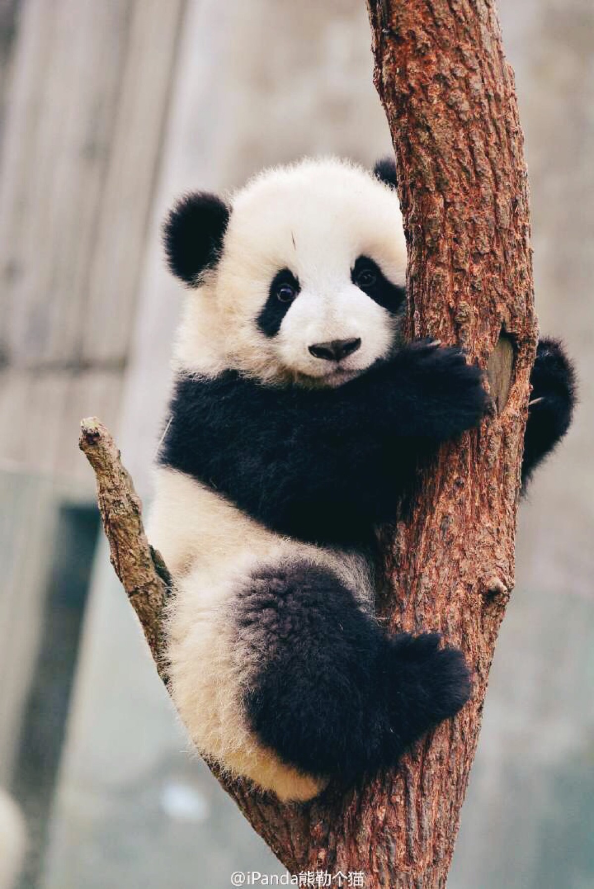 熊猫抱在树上 最近拿它当头像了2333