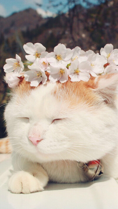 猫爷