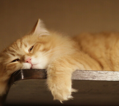 小猫瞌睡图片可爱头像图片