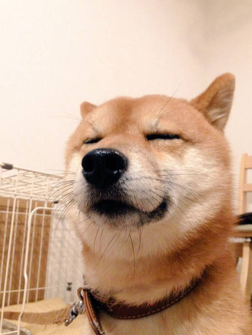 doge表情