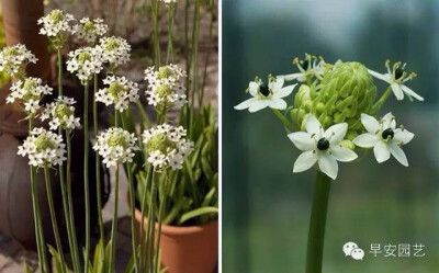 是百合科虎眼万年青属植物,又名虎眼万年青,伞花虎眼万年青.