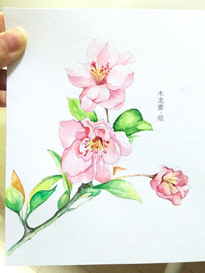 涂鸦 色彩 水彩 手绘 樱花 插画 艺术 植物 绘画 古风 花 小清新 治愈