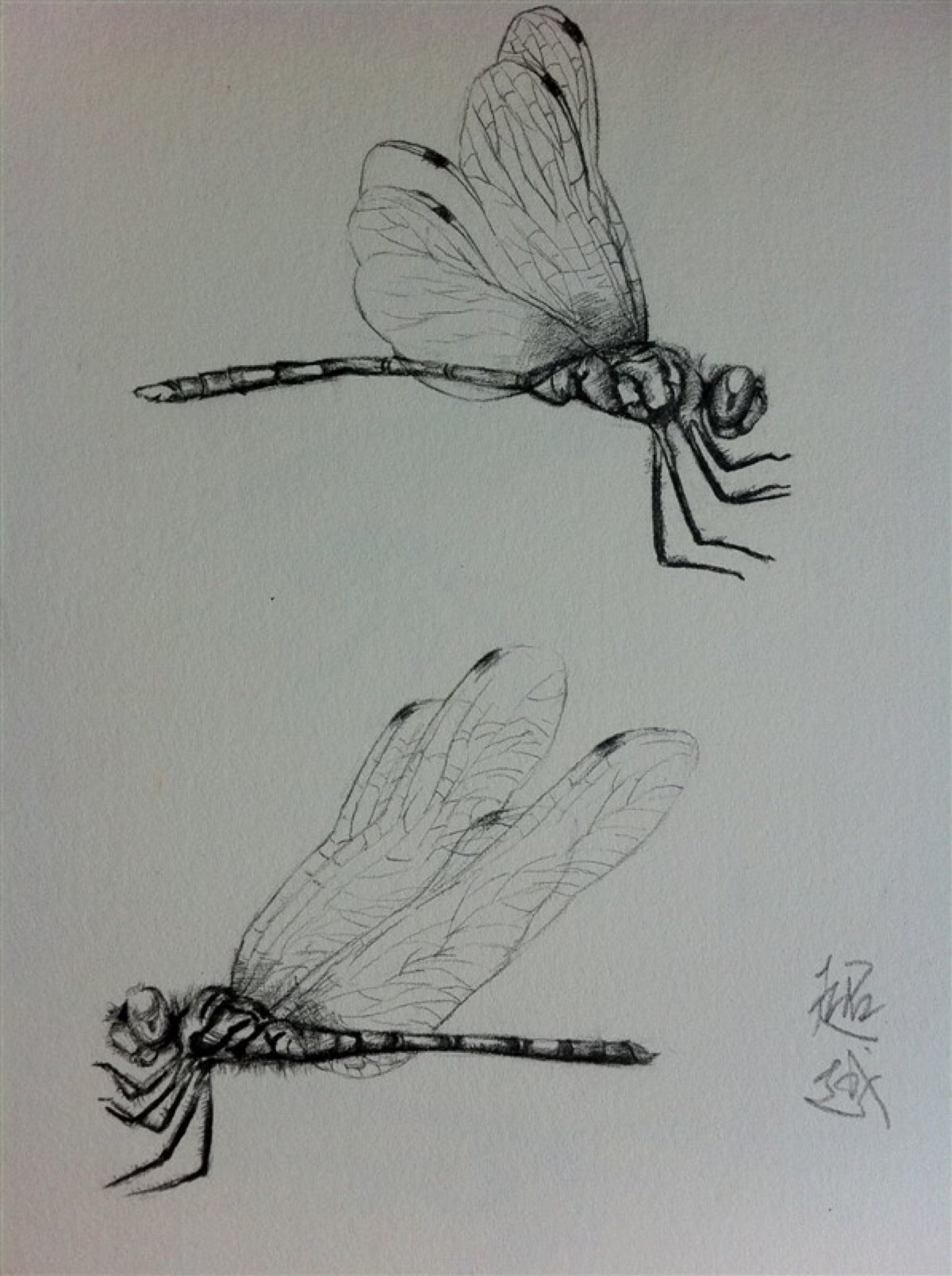 蜻蜓画法真实图片