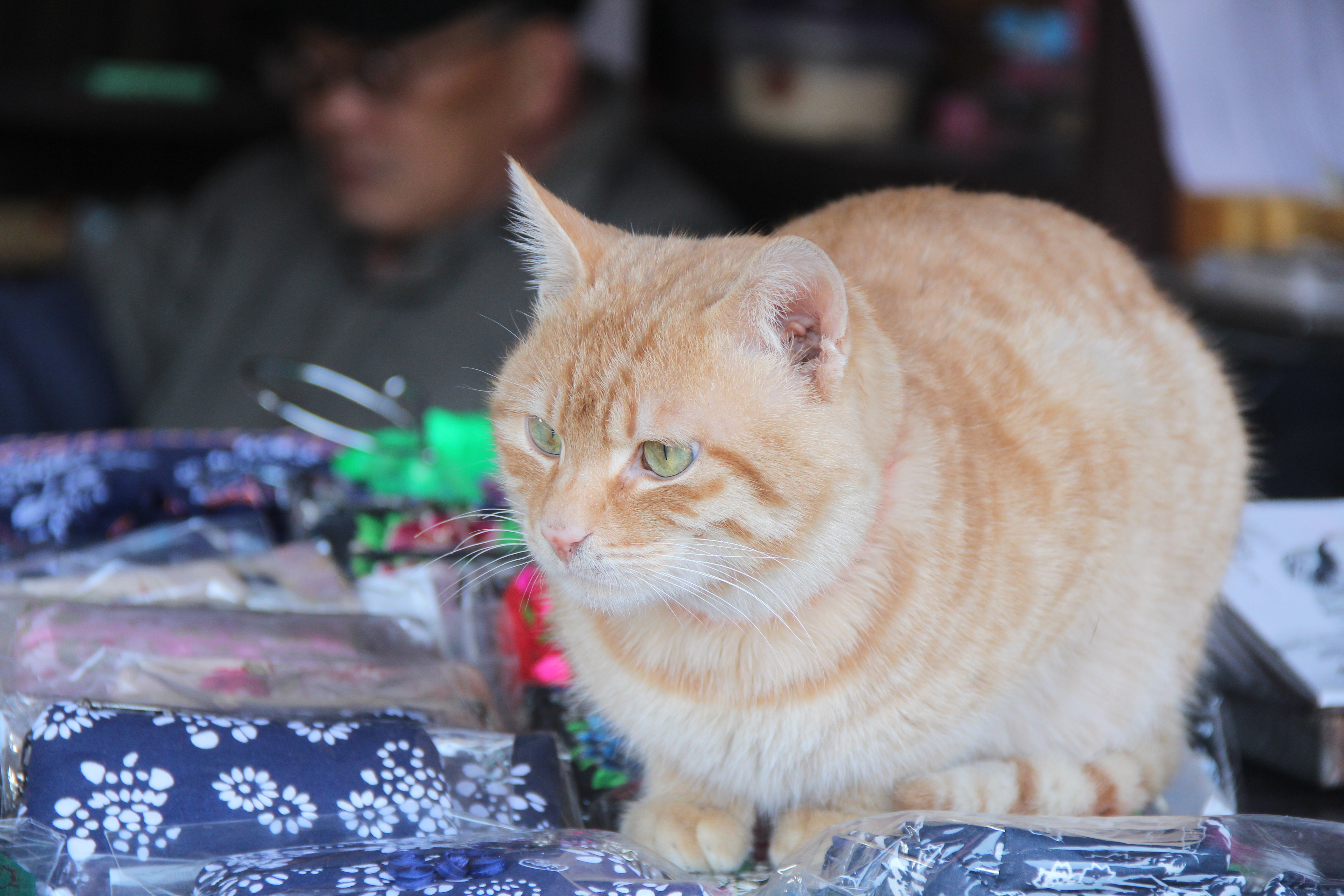 cat - 堆糖,美图壁纸兴趣社区