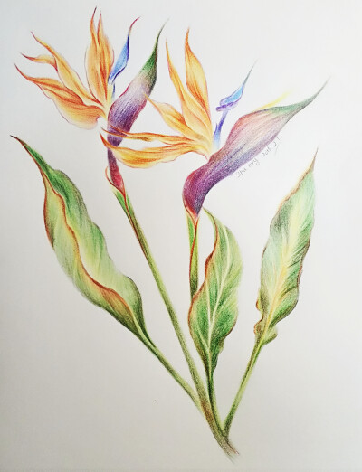 彩铅手绘,天堂鸟,自由的追梦人,《花之绘》临摹