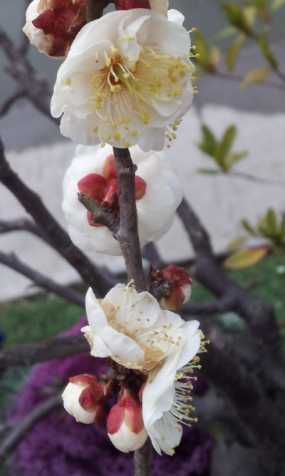 粘土画梅花