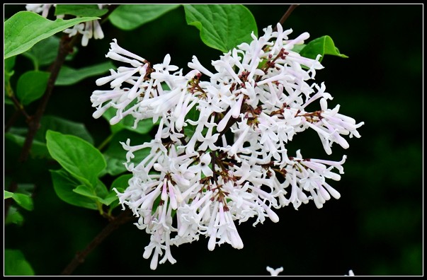 玲珑花