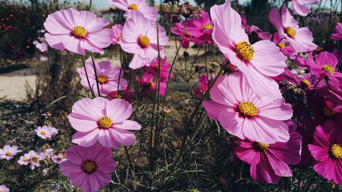 格桑花 - 堆糖,美图壁纸兴趣社区