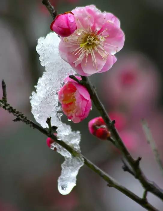 雪中梅花