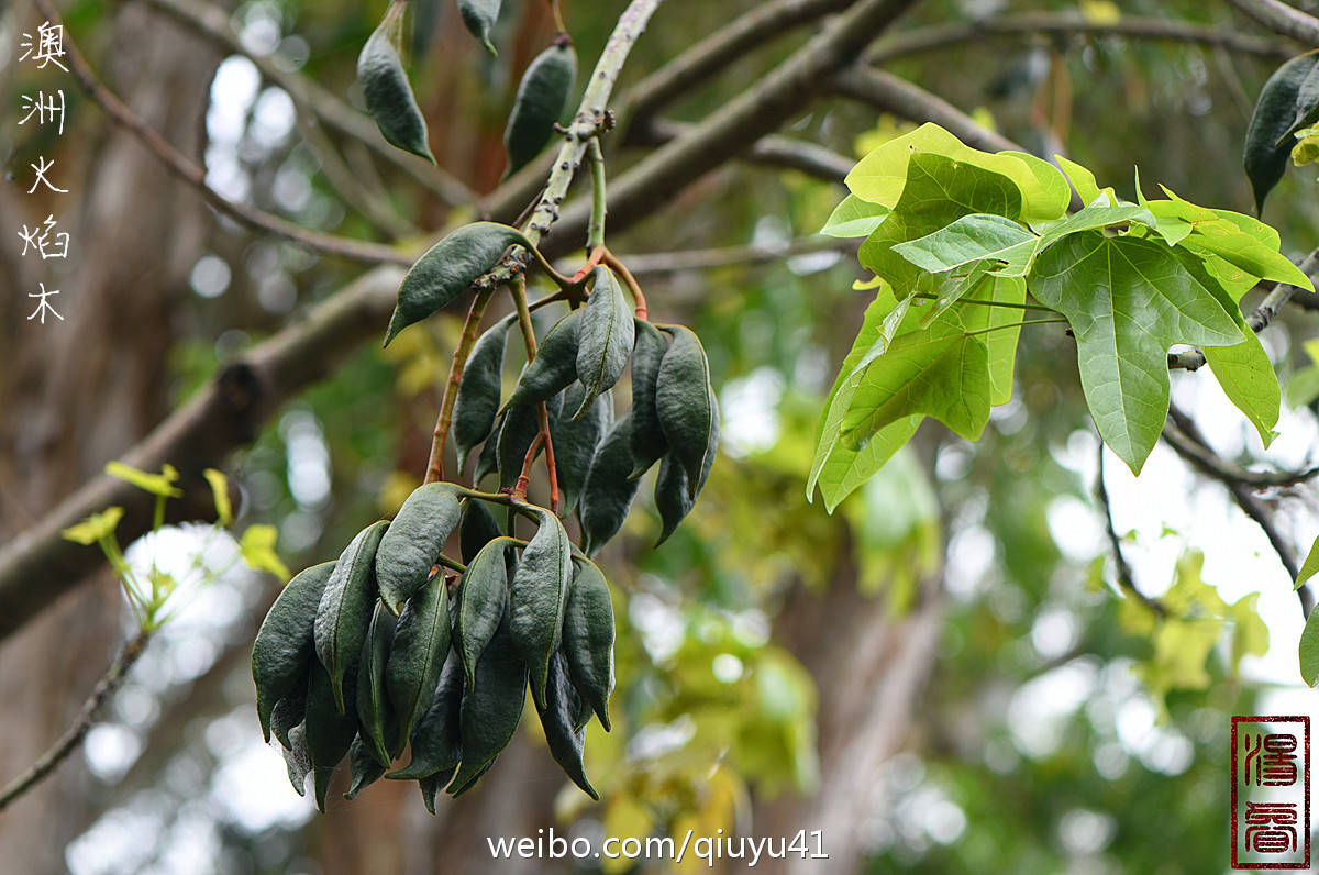 澳洲火焰木果实图片