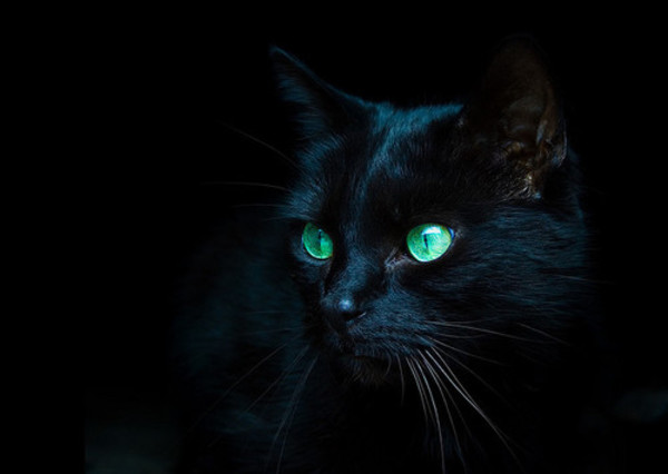 凛61嘘高傲孤寂我是不可一世的黑猫