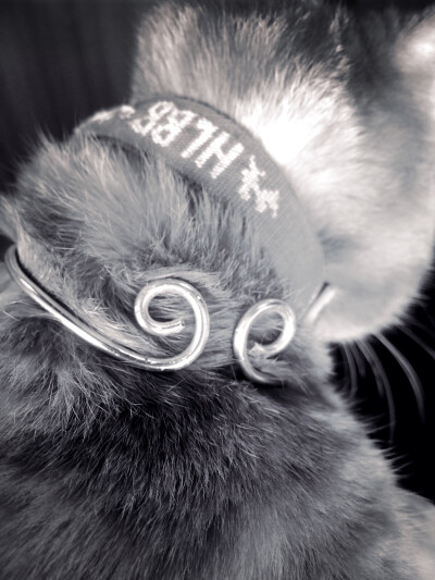 星星过猴年,给她做个紧箍咒项圈