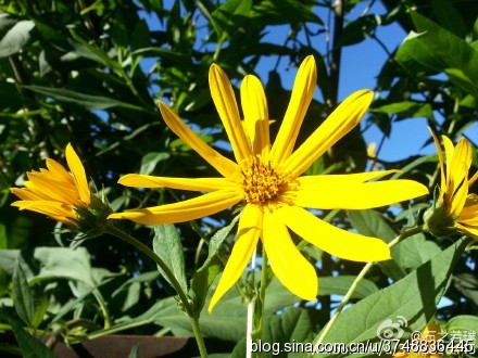石之若璞花事秋日觅花影鬼子姜菊芋