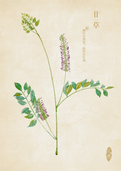 【芝兰集】古风水彩本草 作者【人五】甘草
