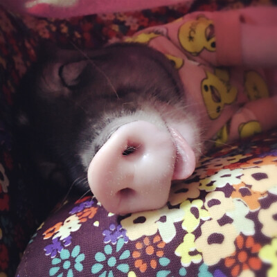 睡成猪的表情包图片
