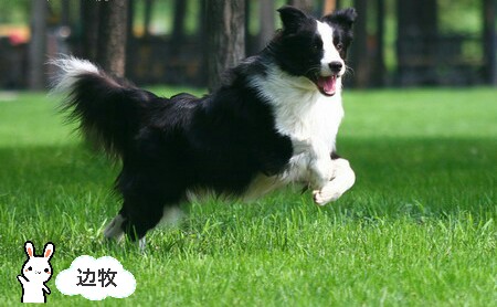 48-56cm 寿命:10-14年体重:14-20kg 原产于苏格兰边境,为柯利牧羊犬之