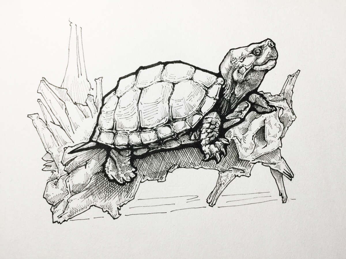 乌龟创意素描图片图片