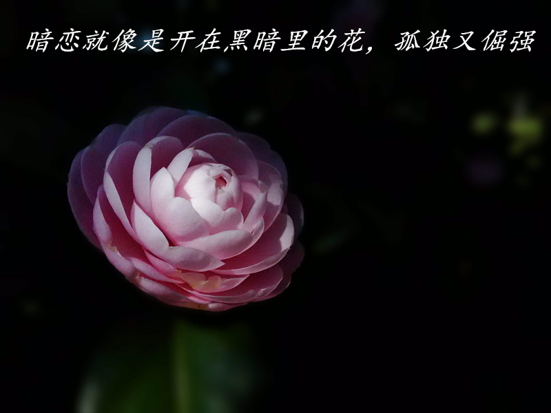 暗恋就像是开在黑暗里的花,孤独又倔强