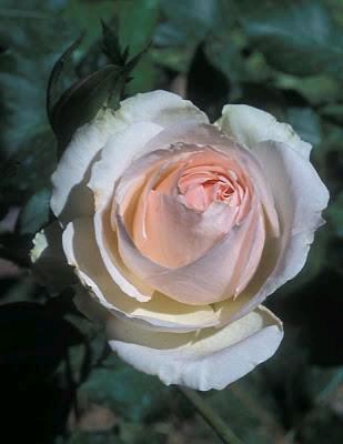 第九名:sheer bliss无比的幸福无比的幸福是一个非常美妙的淡粉色茶香