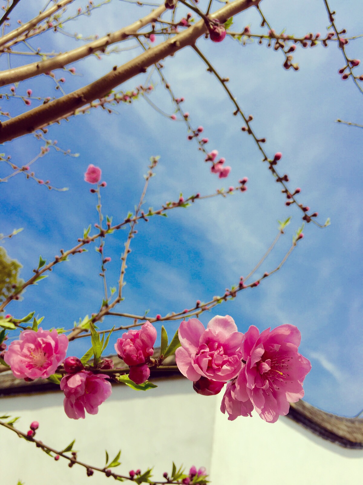 桃花朵朵开 - 堆糖,美图壁纸兴趣社区