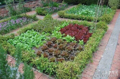 【城市菜园成为一道风景】如果你有一个洒满阳光的阳台,一处绿草茵茵