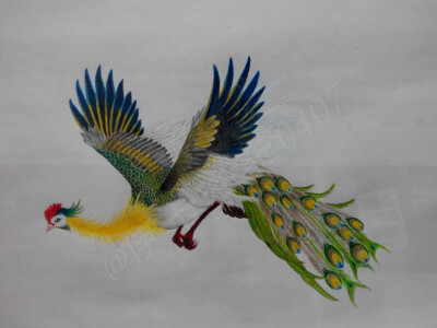 凤凰系列之一·鹍鸡,彩色铅笔手绘