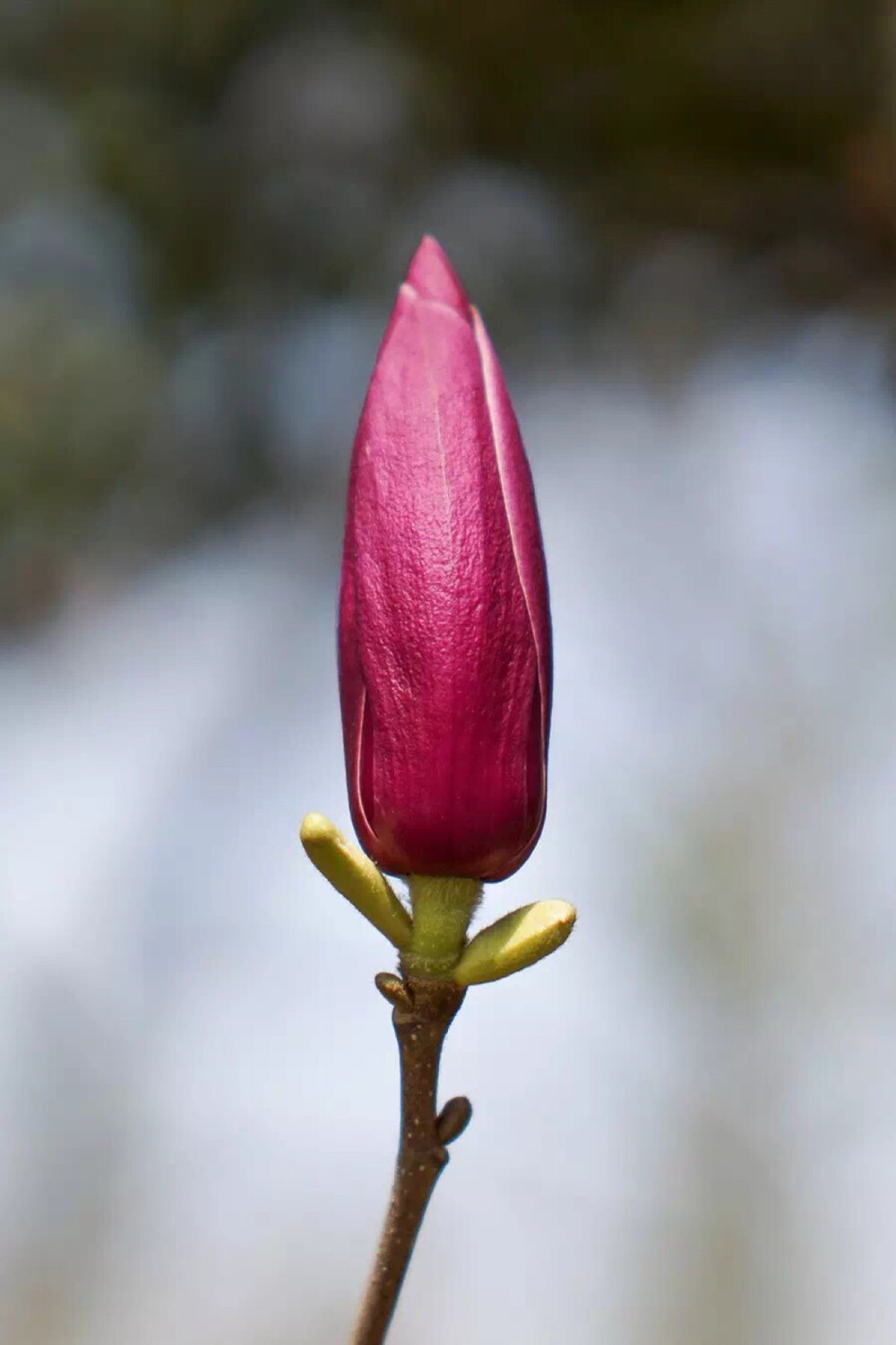 此人在木兰科植物的新品种培育方面非常有名,他培育了一年能开三次花