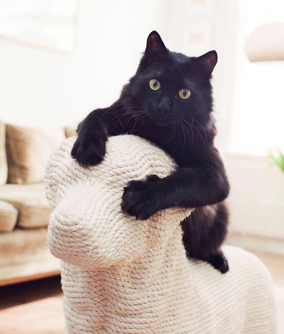 再看我就欺负你 喵.猫咪