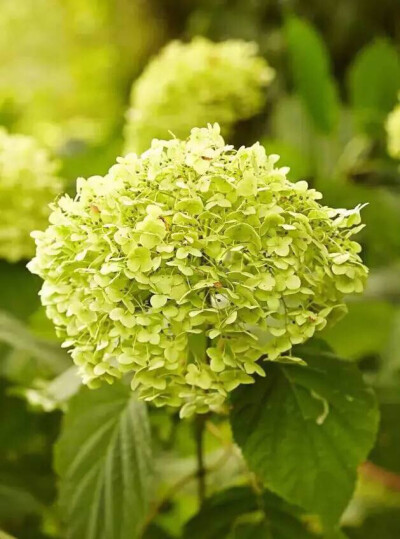 王"的,恐怕不在少数,迷人的绣球花当然在列:一朵朵小花拼凑成大型花序