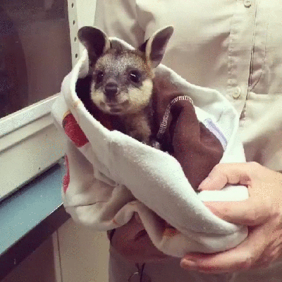 会动的zoo# 被救助的小袋鼠~【reddit用户respectmyauthoriteh】