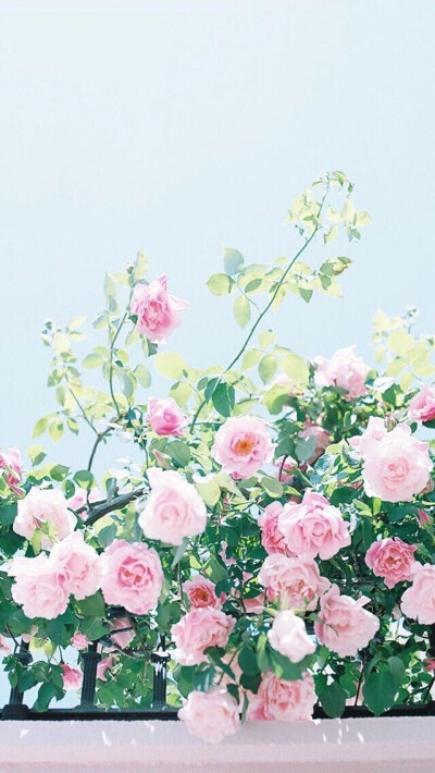 iphone 壁纸 简约 设计 花草树