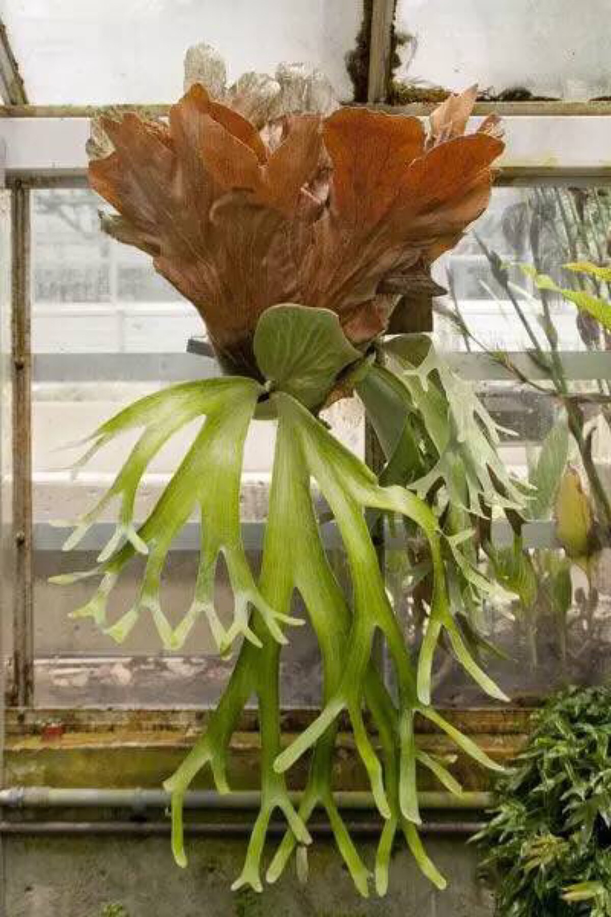 鹿角蕨 staghorn fern 堆糖,美图壁纸兴趣社区