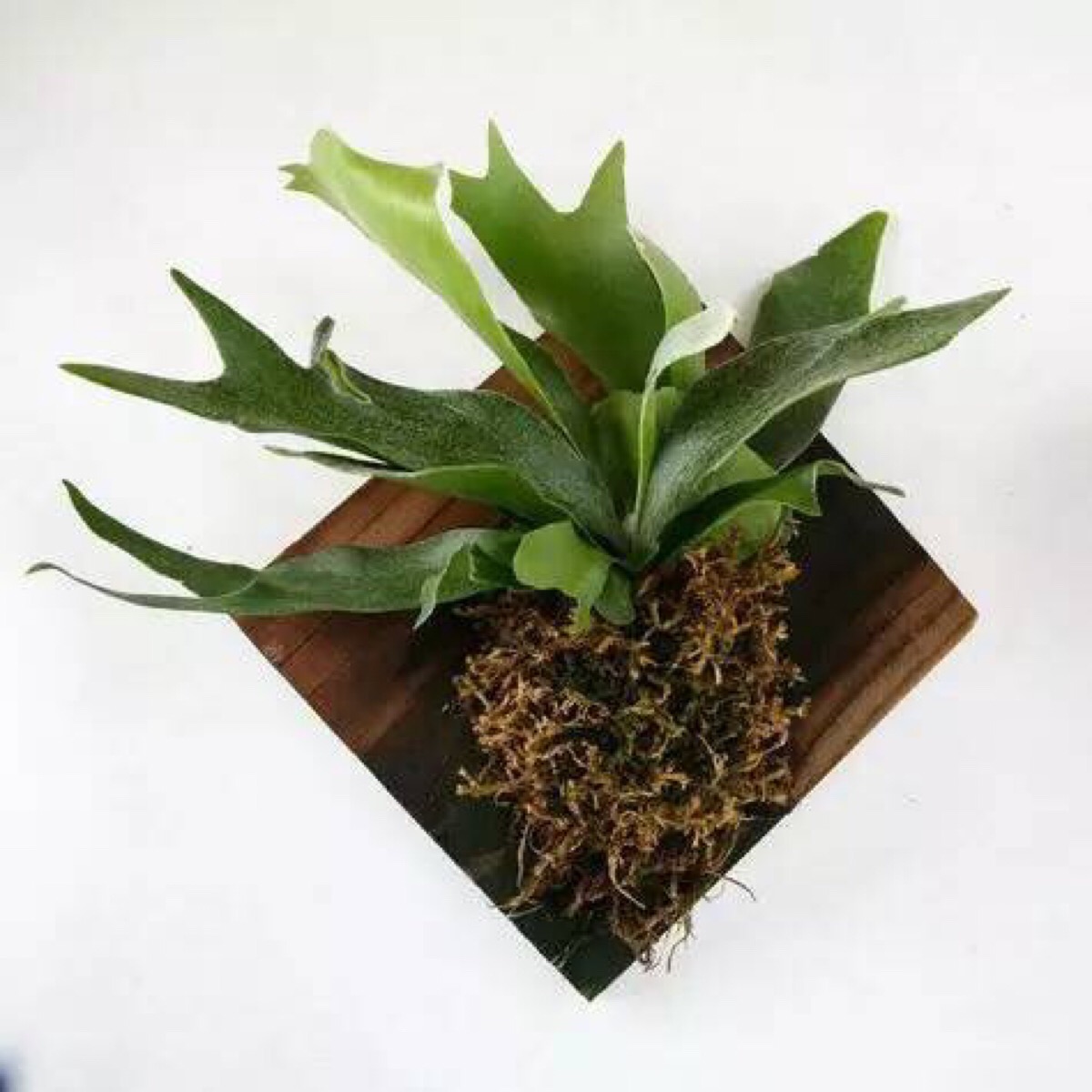 鹿角蕨 staghorn fern