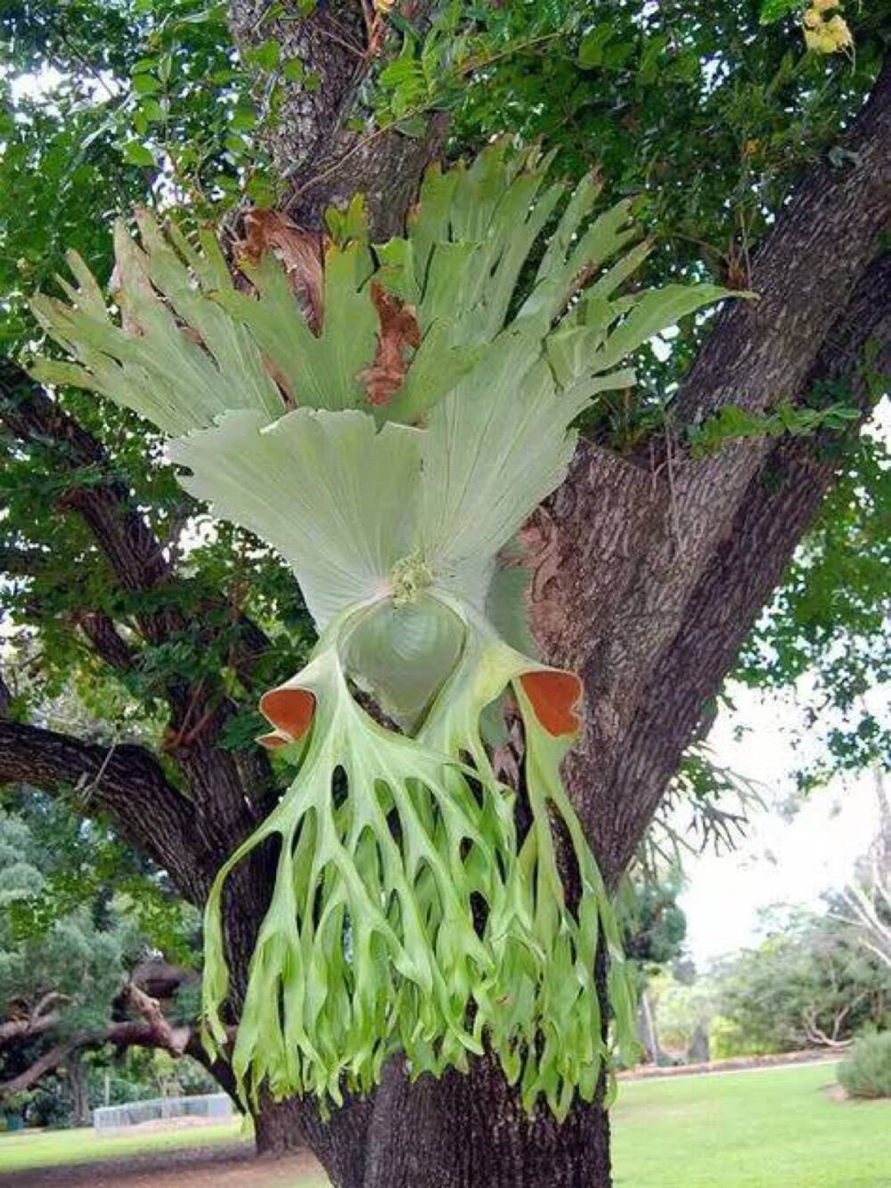 鹿角蕨 staghorn fern