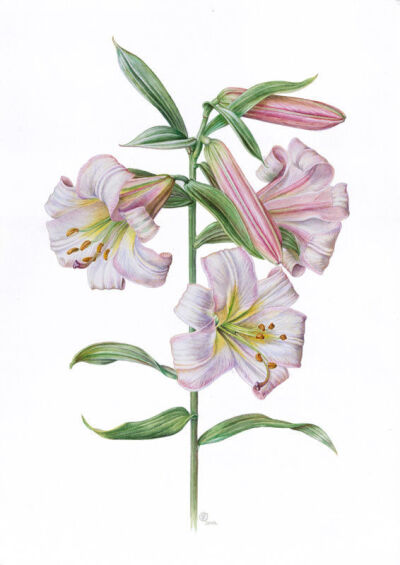 彩铅植物,花卉